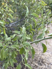 Ximenia americana microphylla
