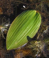 Potamogeton polygonifolius