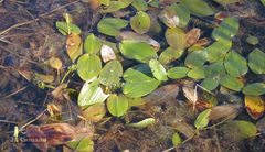 Potamogeton polygonifolius