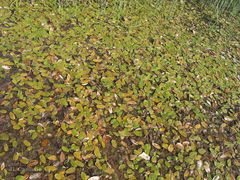 Potamogeton polygonifolius