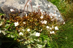 Epilobium macropus