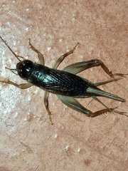 Orthoptera
