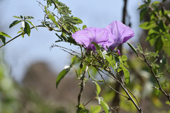 Ipomoea cairica
