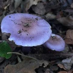 Cortinarius magellanicus