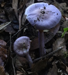 Cortinarius magellanicus