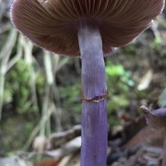 Cortinarius magellanicus