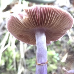 Cortinarius magellanicus