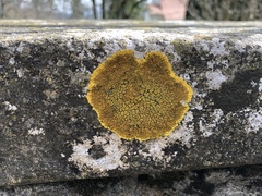 Candelariella medians