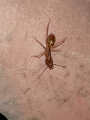 Formicidae