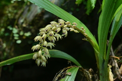 Eria scabrilinguis