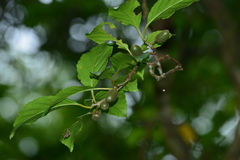 Actinidia venosa