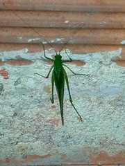 Orthoptera