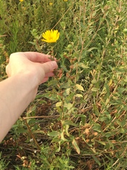 Grindelia
