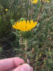 Grindelia