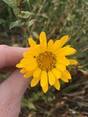 Grindelia