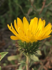 Grindelia