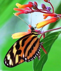 Heliconius ethilla metalilis