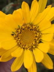 Grindelia