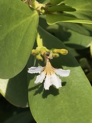 Scaevola plumieri image