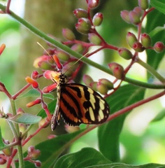 Heliconius ethilla metalilis