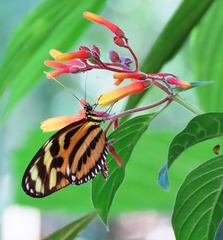 Heliconius ethilla metalilis