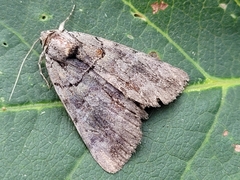 Catocala praeclara