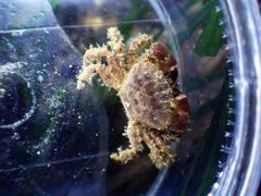 Lophopanopeus bellus