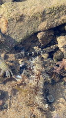 Pachygrapsus marmoratus