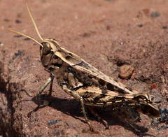 Calliptamus madeirae