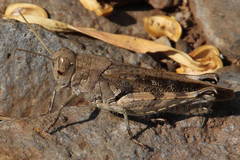 Calliptamus madeirae