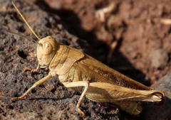 Calliptamus madeirae