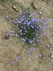 Evolvulus arizonicus