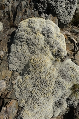 Raoulia bryoides