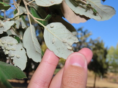 Dryomyia lichtensteinii