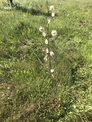 Thysanocarpus radians