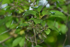 Actinidia venosa