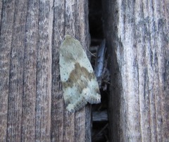 Heliothis adaucta