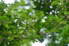 Actinidia venosa