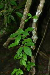 Actinidia venosa