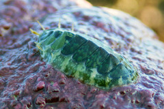 Dendrochiton flectens