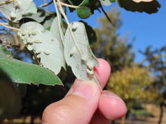 Dryomyia lichtensteinii
