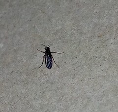 Pterygota