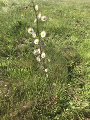 Thysanocarpus radians