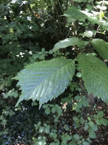 Kalninė guoba nuotrauka