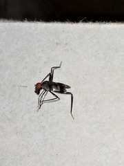 Pterygota