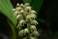 Eria scabrilinguis
