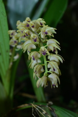 Eria scabrilinguis