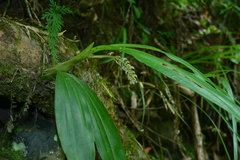 Eria scabrilinguis