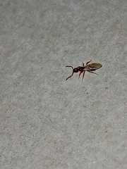 Pterygota