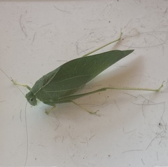 Microcentrum rhombifolium